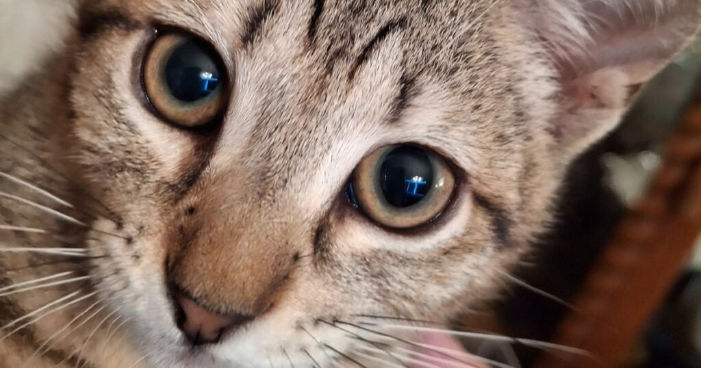 Extreme close-up of tabby kitten Finnegan’s face, showing wide, curious eyes and soft fur—capturing focus and the wonder of new beginnings.