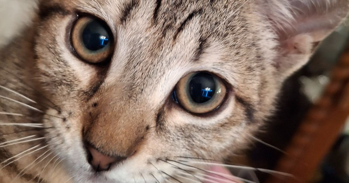 Extreme close-up of tabby kitten Finnegan’s face, showing wide, curious eyes and soft fur—capturing focus and the wonder of new beginnings.