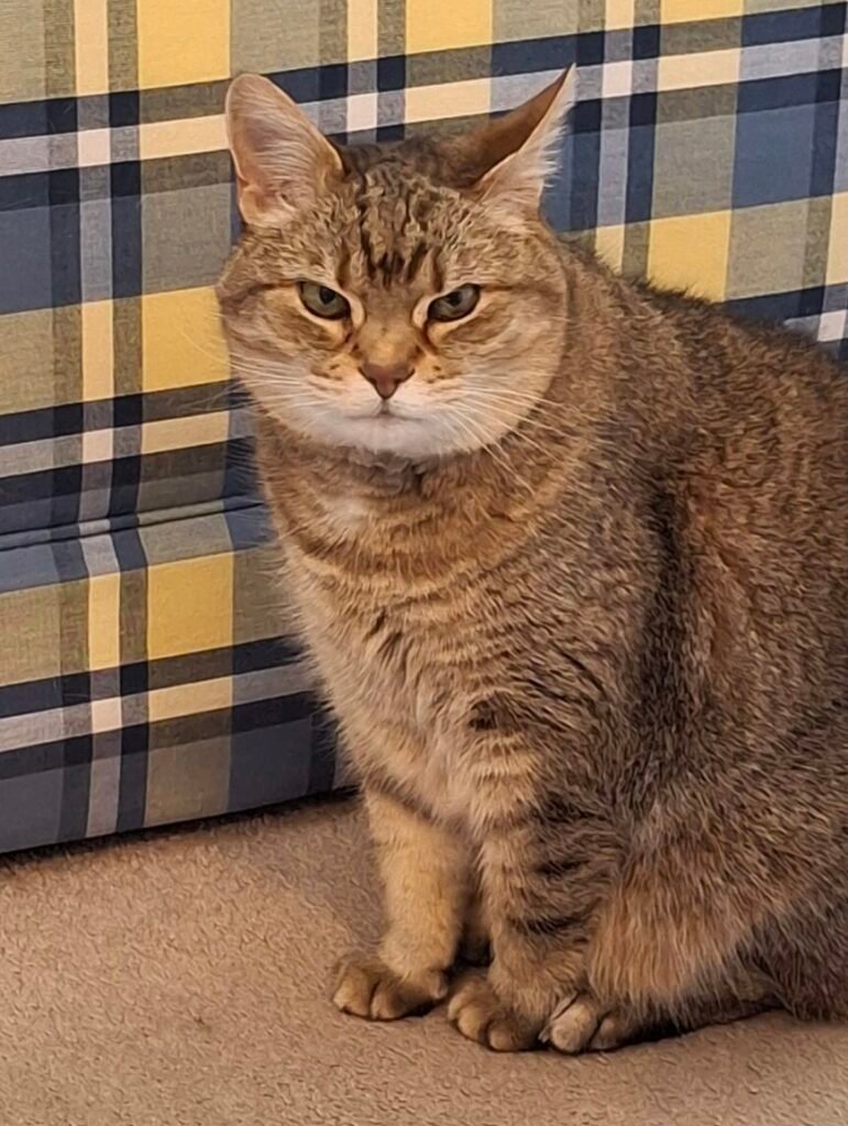 Brown tabby cat sitting on the carpet giving a displeased stare, reacting to the arrival of a new kitten.