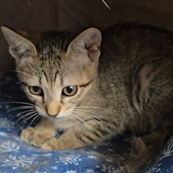 Finnegan the tiny tabby kitten curled up on a blue snowflake blanket inside a soft cat bed.