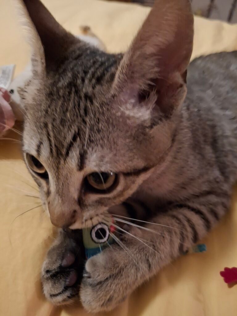 Finnegan, a curious silver tabby kitten, peers at the camera from a soft bed — the unofficial mascot of choosing the right AI editor.