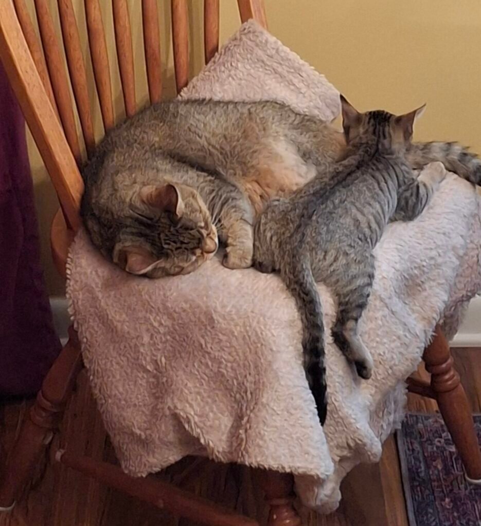 Finnegan the kitten and Winnie the cat, squeezed together in a small chair—once roomy, now overcrowded.