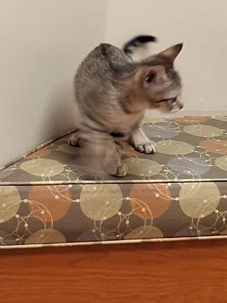 Small tabby kitten in motion, turning its head with alert expression.