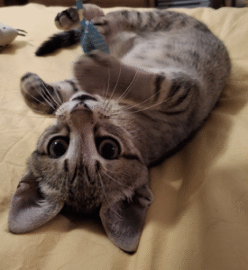 Tabby kitten named Finnegan lying on his back, playing with a toy, used in a blog post about grammar, punctuation, and writing clarity.
