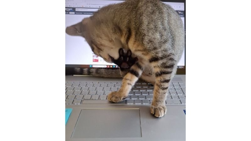 Tabby kitten Finnegan cleaning his paw while sitting on a laptop keyboard, blocking the screen.