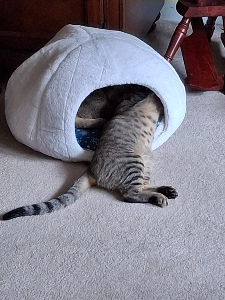 Silver tabby young cat with dark stripes lying half inside a white igloo-shaped cat bed, legs stretched out.