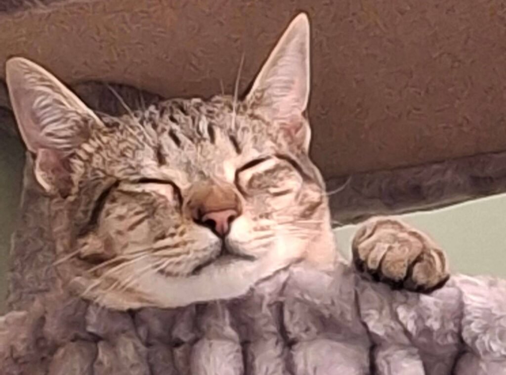 Finnegan the cat asleep, smiling with eyes closed and one paw draped over a cat tower hammock.