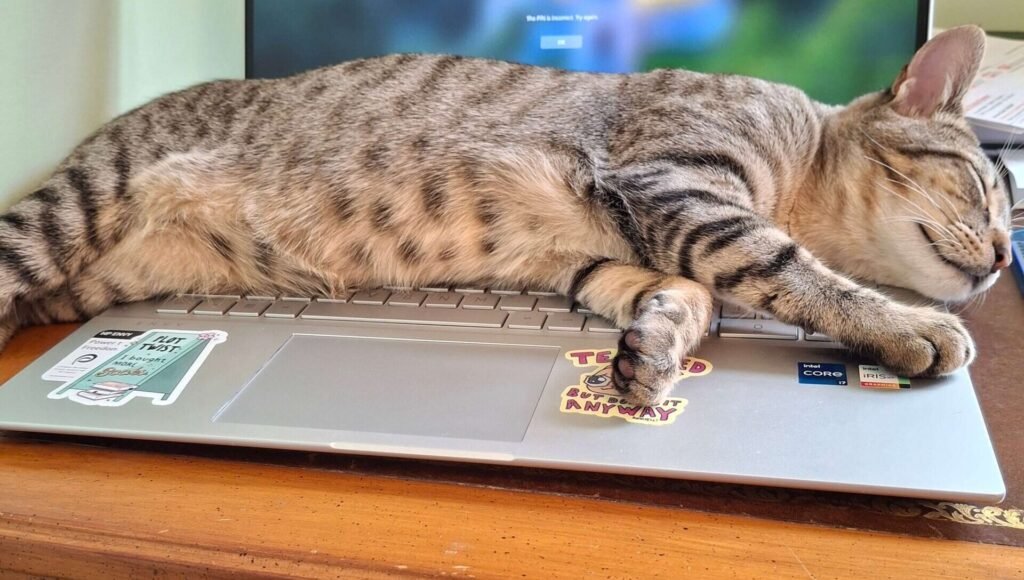 Tabby kitten Finnegan asleep on a laptop keyboard, covering the keys and screen.