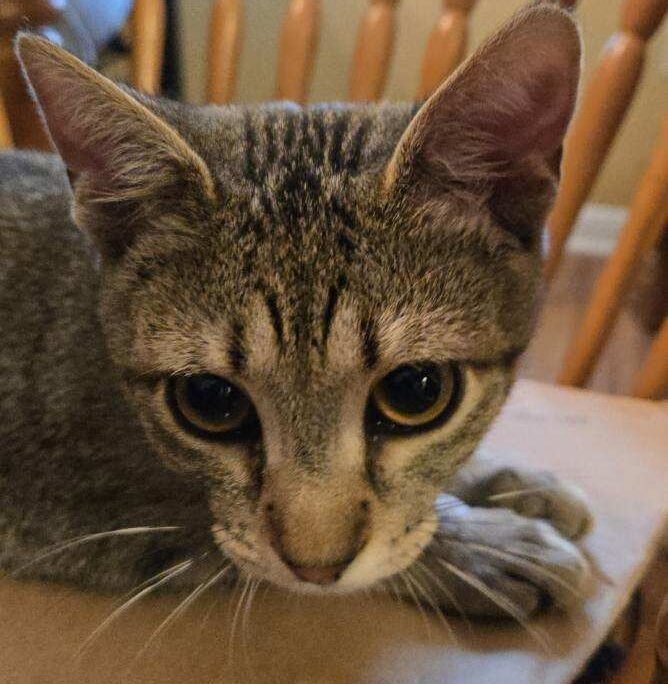Tabby cat staring intently at a moving string, ears forward and eyes locked in concentration.