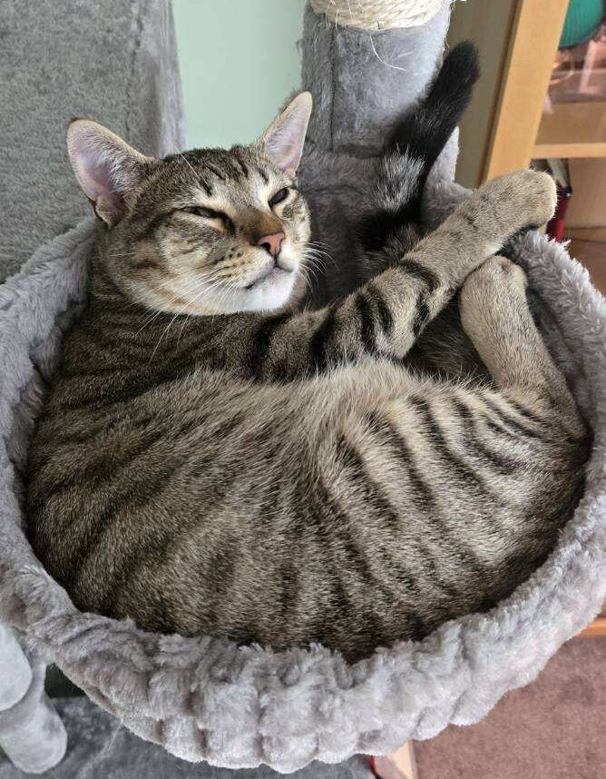 Finnegan the cat, editorial supervisor at Future Perfect Services, resting in his cat bed with the quiet authority of someone who has read enough drafts to know when to stop.