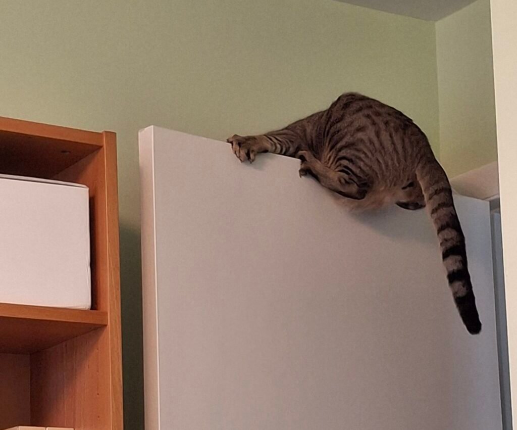 Finnegan the cat shows the strain of trying to do too much. Let your business documents focus on one job.